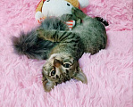 Кошки в Санкт-Петербурге: Мимимишный малютка, серый  котенок 2 мес Мальчик, 200 руб. - фото 8