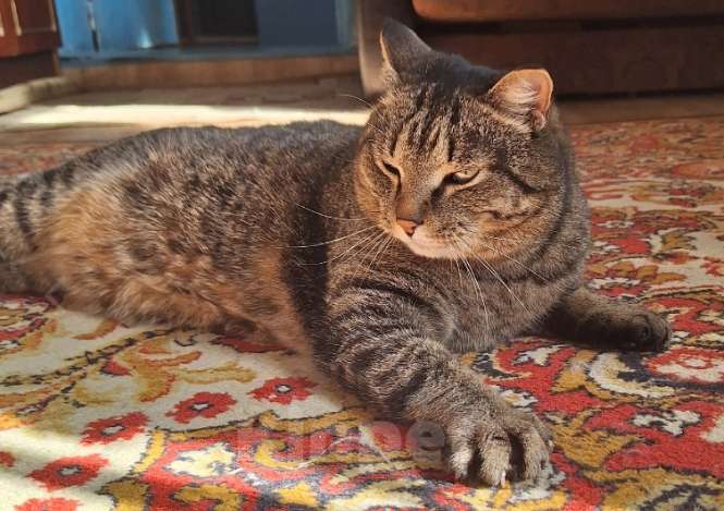Кошки в Миассе: Пропал кот по кличке Рекс Мальчик, 10 000 руб. - фото 2