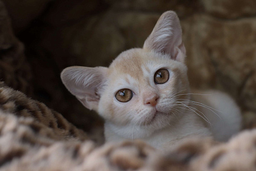 Бурманский котенок