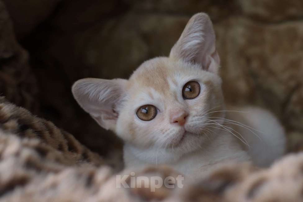 Кошки в Москве: Бурманский котенок Мальчик, Бесплатно - фото 1