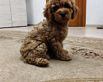 Собаки в Екатеринбурге: Щенки пуделя с документами РКФ Девочка, 60 000 руб. - фото 6