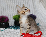 Кошки в Балашихе: котенок девочка бесплатно Девочка, Бесплатно - фото 1