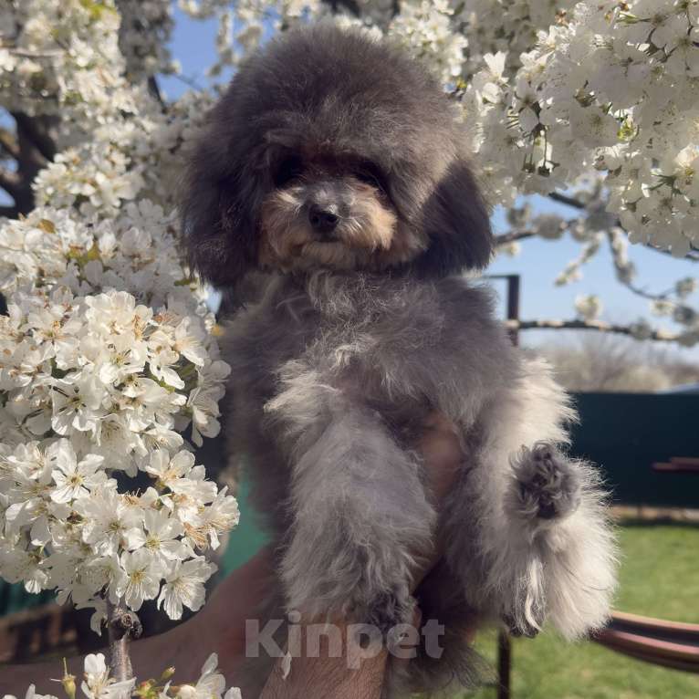 Собаки в Краснодаре: Тедди пудель Китай 🇨🇳 Девочка, 120 000 руб. - фото 2