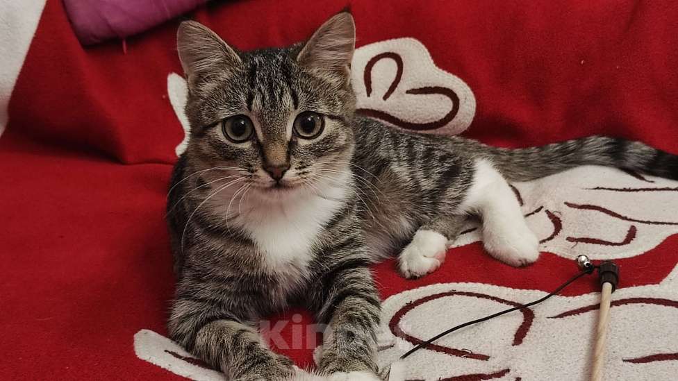 Кошки в Москве: Примите в семью замечательного спасенного котенка! Девочка, Бесплатно - фото 7