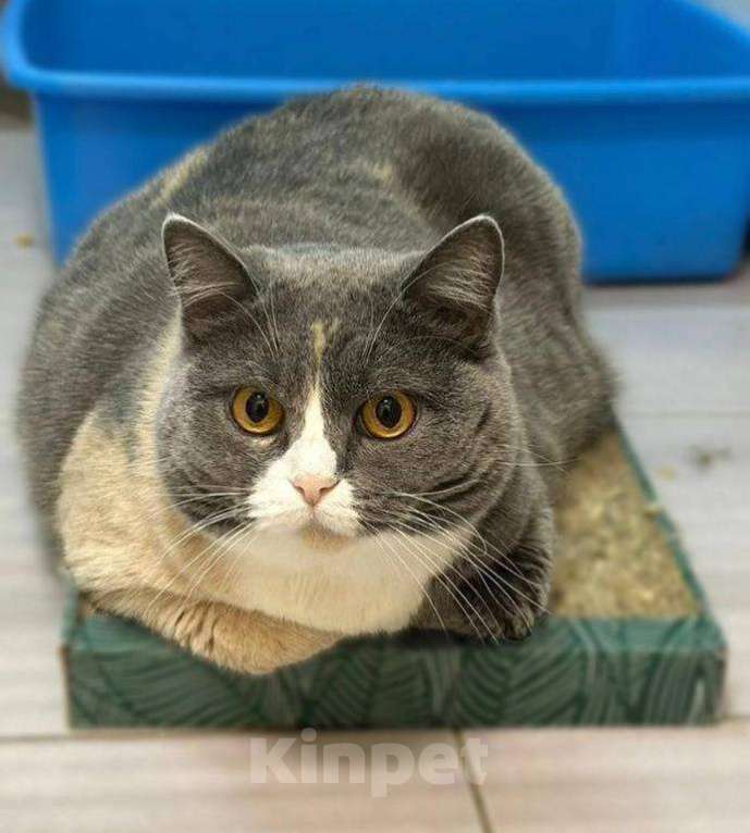 Кошки в Москве: Фенюша, 4 года —круглолицая леди с янтарными глазами.  Девочка, Бесплатно - фото 4