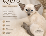 Кошки в Воронеже: Ориентальный котенок Девочка, 100 000 руб. - фото 1