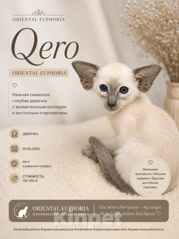 Кошки в Воронеже: Ориентальный котенок Девочка, 100 000 руб. - фото 1