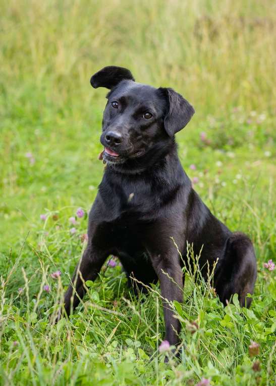 Собаки в Москве: Девочка в добрые руки Девочка, Бесплатно - фото 5