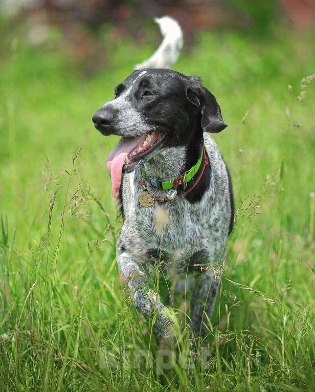 Собаки в Москве: Шелби. Ей очень нужен дом Девочка, 1 руб. - фото 4