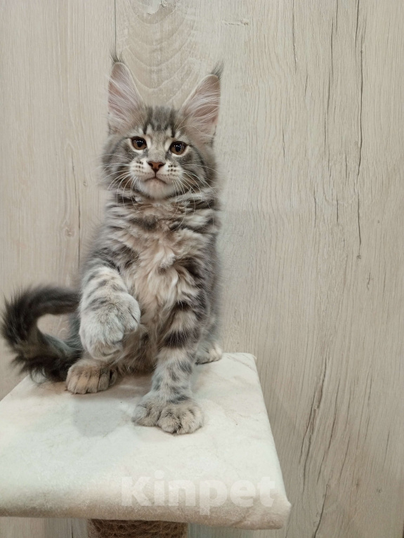 Кошки в Красноярске: Евита полидакт Девочка, 70 000 руб. - фото 3