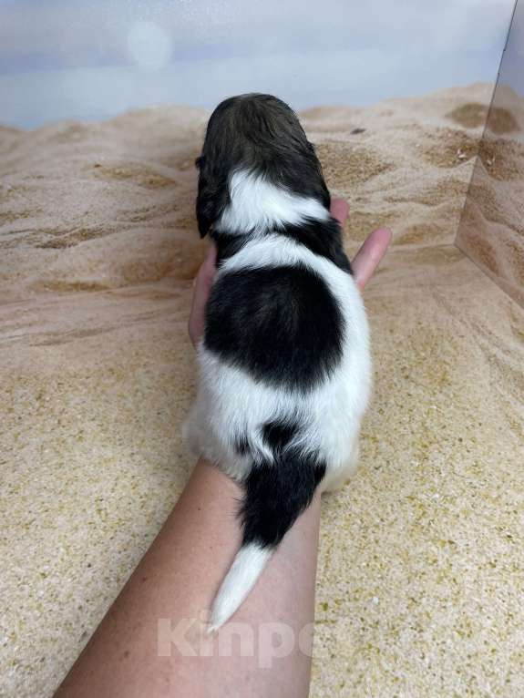 Собаки в Москве: Такса мини/ кролик пайболд длинношерстный мальчик Мальчик, 85 000 руб. - фото 3
