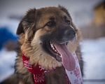 Собаки в Москве: ЗНАКОМЬТЕСЬ: РОСКОШНАЯ СОБАКА ГЕРДА Девочка, Бесплатно - фото 3