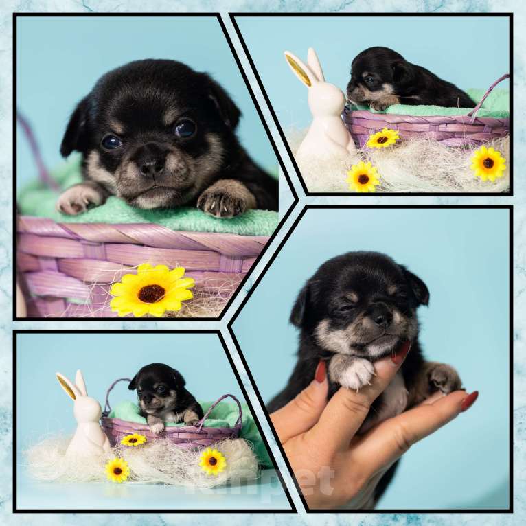 Собаки в Москве: Чихуахуа Мальчик, 50 000 руб. - фото 4