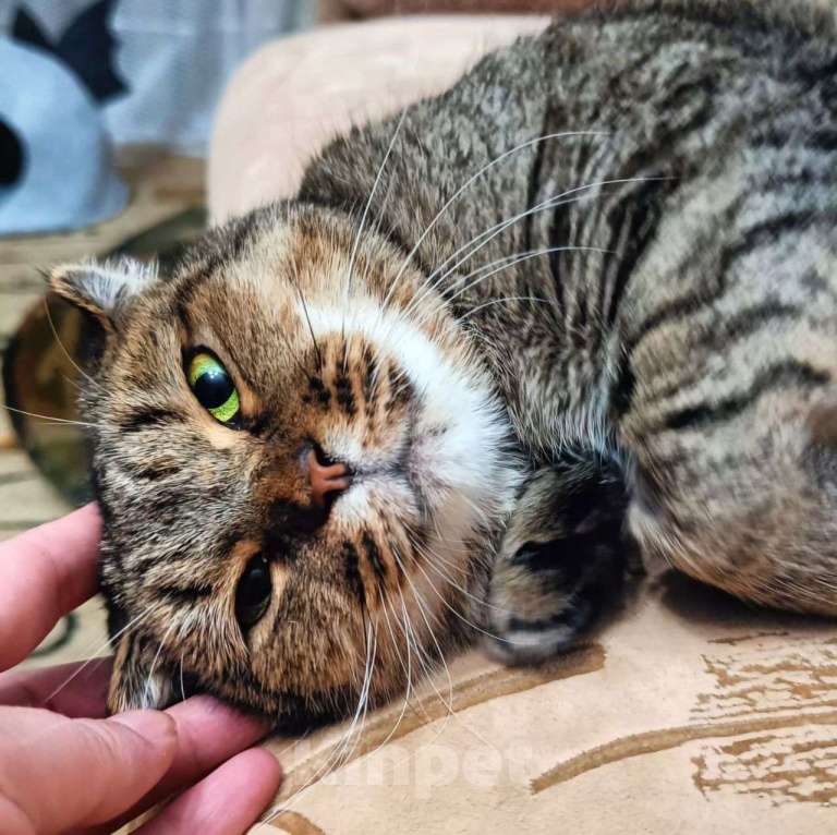 Кошки в Москве: Мадлен, самая плюшевая на свете кошечка Девочка, Бесплатно - фото 2