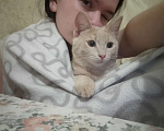 Кошки в Омске: котенок Мальчик, 1 руб. - фото 2