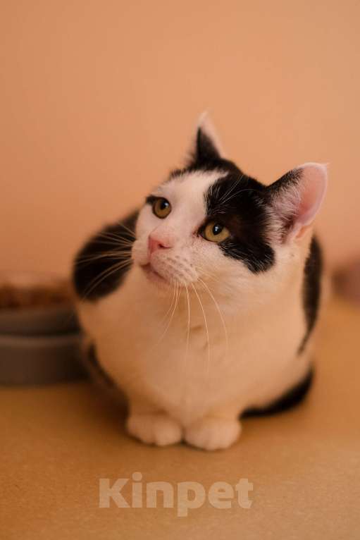 Кошки в Санкт-Петербурге: Марфа Сергеевна из приюта в добрые руки Девочка, Бесплатно - фото 10