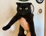 Кошки в Санкт-Петербурге: Кошечка Девочка, Бесплатно - фото 1