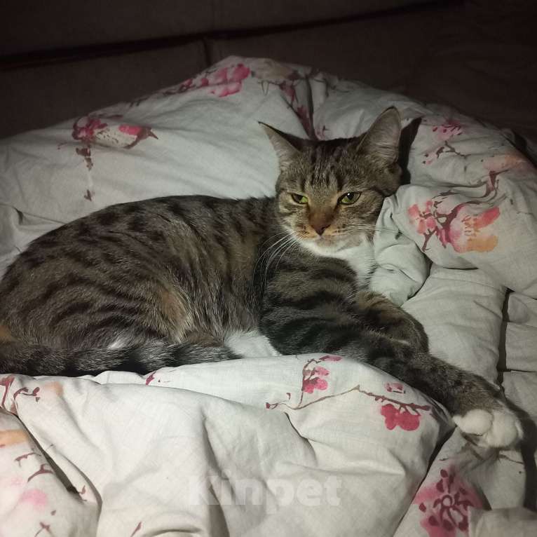 Кошки в Салавате: шотландская мышеловка Девочка, 1 руб. - фото 2