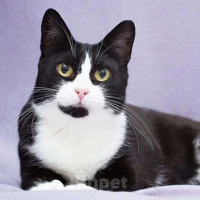 Кошки в Москве: Самая ласковая на свете кошечка грустит в боксе одна Девочка, Бесплатно - фото 3