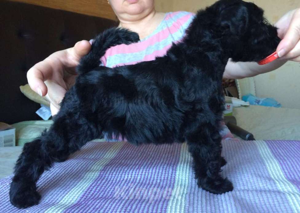 Собаки в Москве: керри блю терьер Мальчик, 60 000 руб. - фото 9