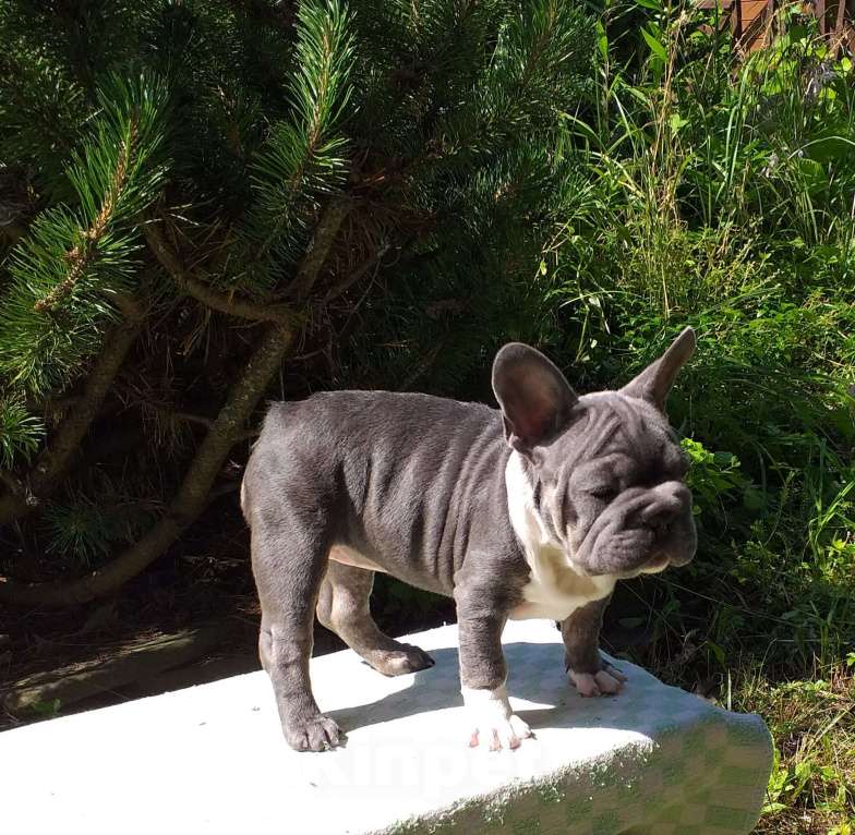 Собаки в Москве: Красивая девочка биг роп Девочка, 200 000 руб. - фото 4