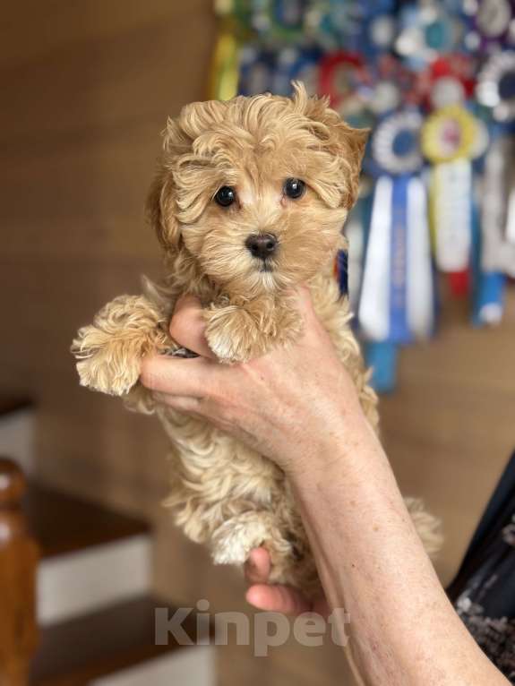 Собаки в Новосибирске: Щенки мальтипу Мальчик, 90 000 руб. - фото 1