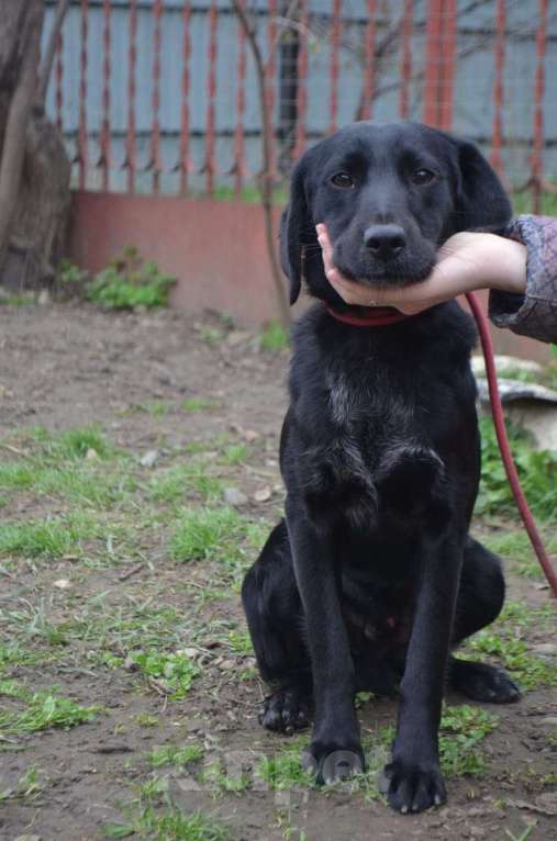 Собаки в Ростове-на-Дону: РОККИ СРОЧНО ИЩЕТ ДОМ Мальчик, Бесплатно - фото 2