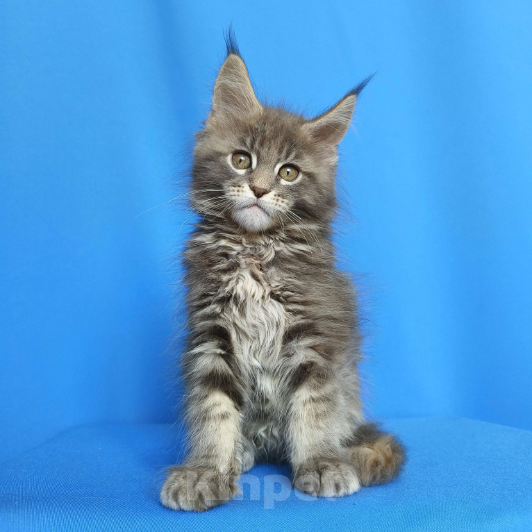 Кошки в Москве: Котёнок Мейн-кун Девочка Девочка, 55 000 руб. - фото 1