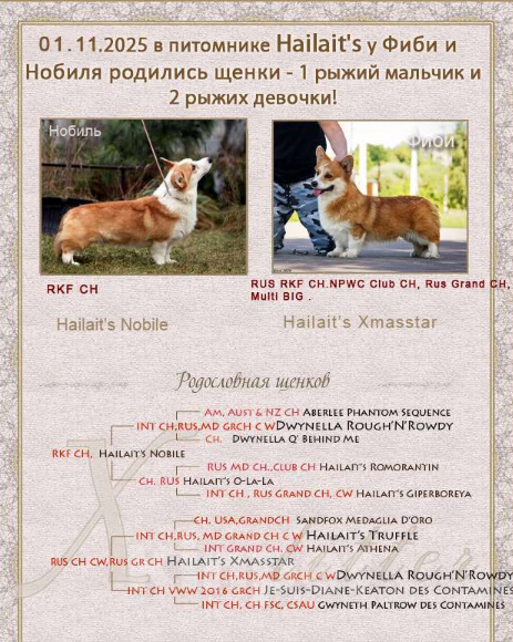 Собаки в Москве: вельш корги пемброк Девочка, 40 000 руб. - фото 5