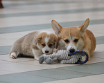 Собаки в Сочи: Великолепные щенки вельш корги пемброк Мальчик, 60 000 руб. - фото 3