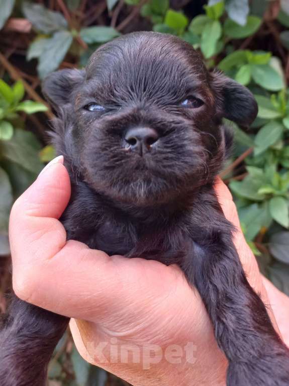 Собаки в Краснодаре: Щенки чихуахуа Девочка, Бесплатно - фото 5