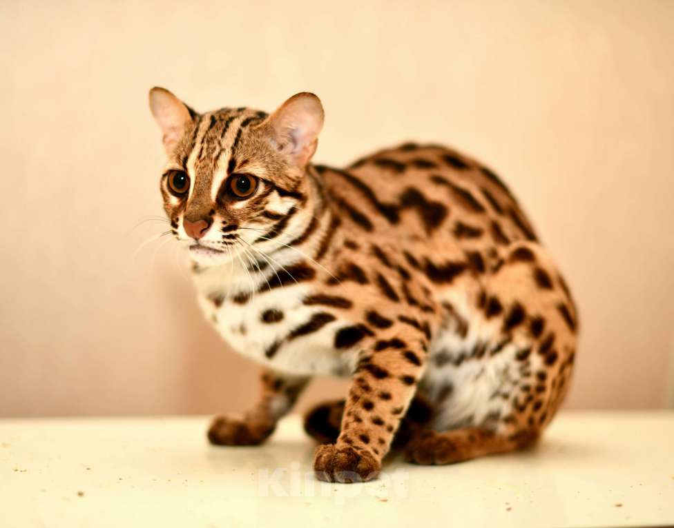 Кошки в других городах Краснодарского края: Азиатские леопардовые бенгальские котята Девочка, 80 000 руб. - фото 6