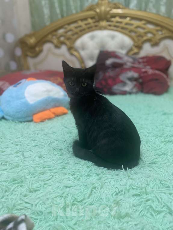 Кошки в Нижнем Новгороде: Отдадим котят в добрые руки Девочка, Бесплатно - фото 2