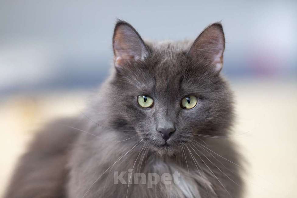 Кошки в Москве: Вульф Мальчик, Бесплатно - фото 8