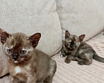 Кошки в других городах Башкортостана: Котята Девочка, Бесплатно - фото 5