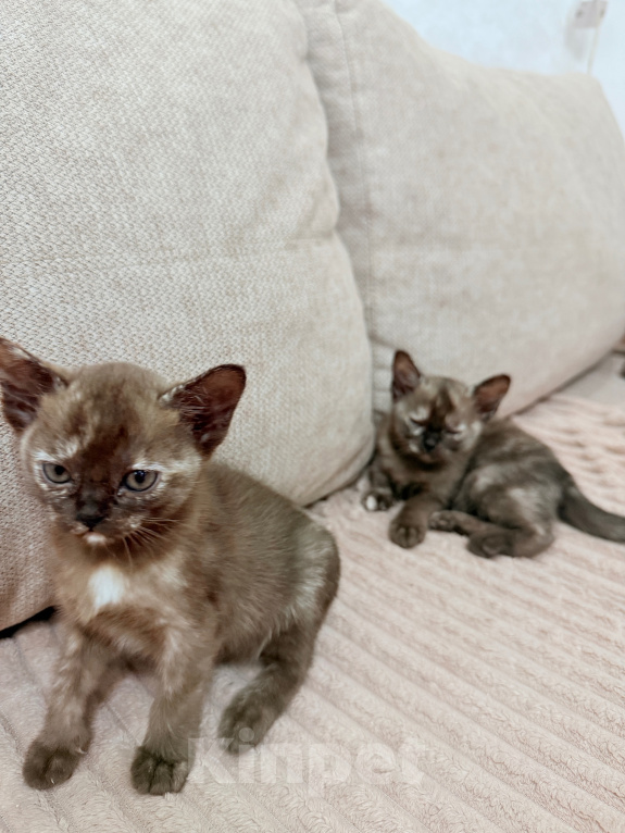 Кошки в других городах Башкортостана: Котята Девочка, Бесплатно - фото 5