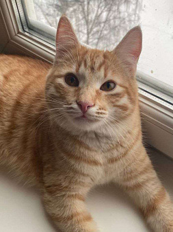 Гриша ищет дом