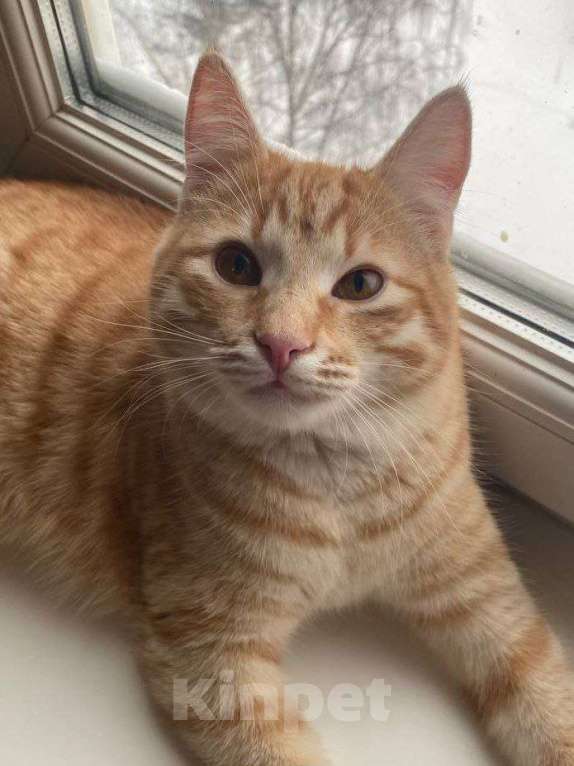 Кошки в Москве: Гриша ищет дом Мальчик, Бесплатно - фото 1