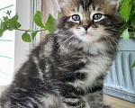 Кошки в Перми: Чудесные чистокровные сибирские котята Мальчик, 45 000 руб. - фото 1