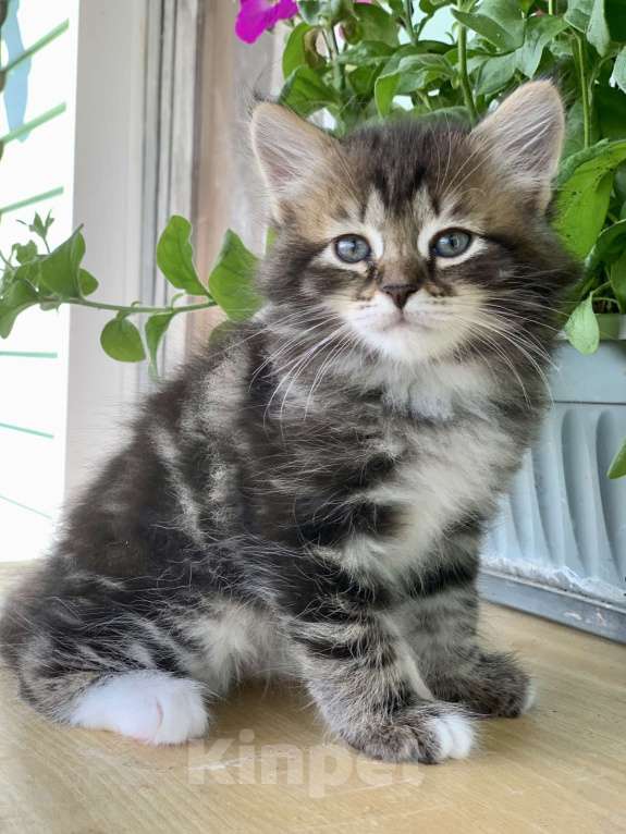 Кошки в Перми: Чудесные чистокровные сибирские котята Мальчик, 45 000 руб. - фото 1
