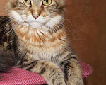 Кошки в Оленегорске: Котята мейн-кун, 7 000 руб. - фото 5