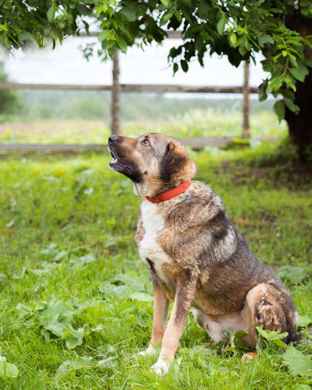Собаки в Москве: Спокойный, миролюбивый мальчик ищет семью. Собака-компаньон Мальчик, Бесплатно - фото 6