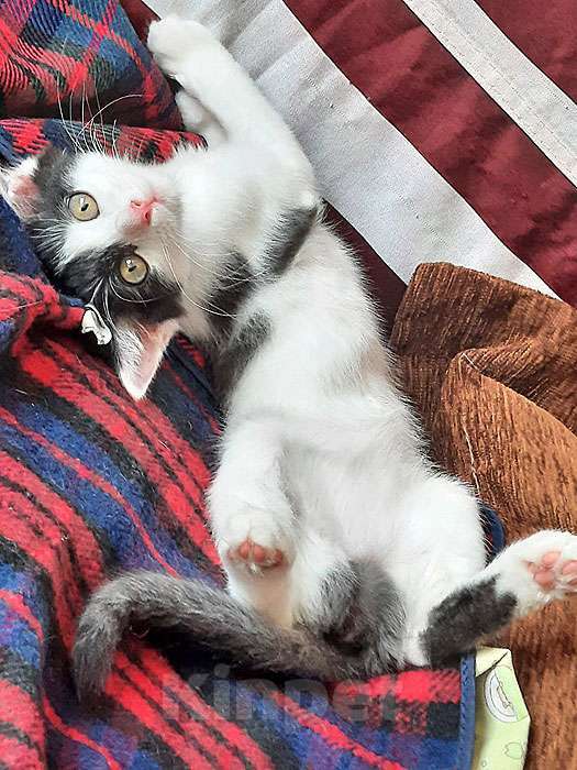 Кошки в Москве: Ласковая, игривая девочка-котенок Мэй в добрые руки Девочка, 10 руб. - фото 2