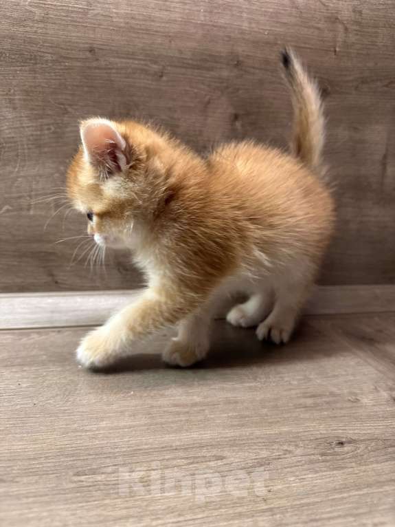 Кошки в других городах Московской области: Золотая британская шиншилла котята ny11, ny12, ny 22 Девочка, 45 000 руб. - фото 3