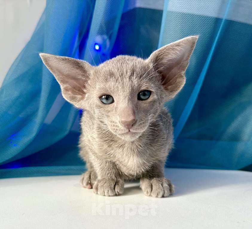 Кошки в Казани: Ориентальный котик Мальчик, 70 000 руб. - фото 1