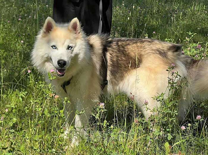 Собаки в Москве: Ищем дом для метиса хаски по имени Альфа Девочка, 10 руб. - фото 2