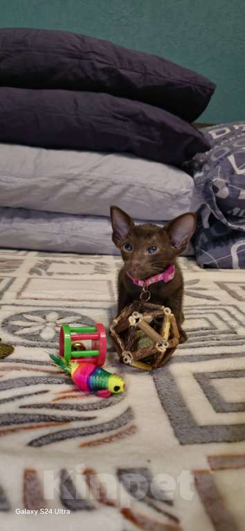 Кошки в Москве: Циннамон Девочка, 50 000 руб. - фото 2