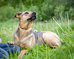 Собаки в Солнечногорске: Молодой пёсик в добрые руки Мальчик, Бесплатно - фото 4