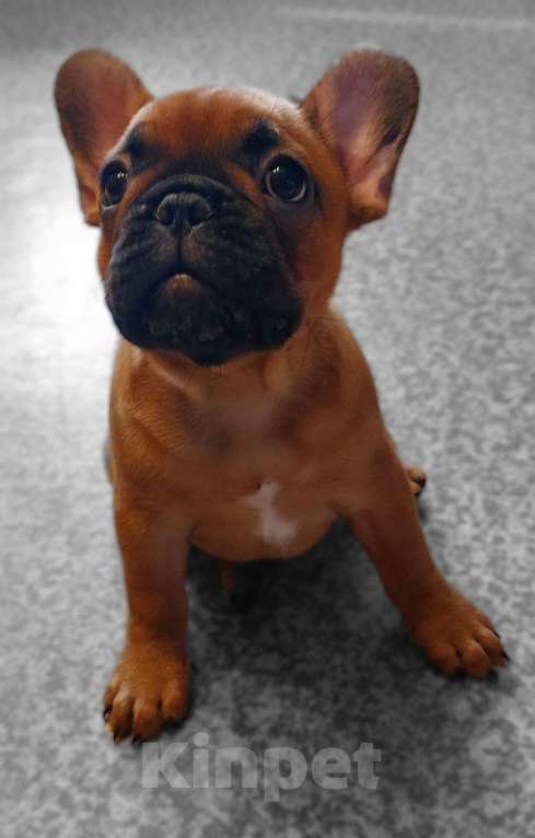 Собаки в Москве: Щенки французского бульдога Девочка, 60 000 руб. - фото 3