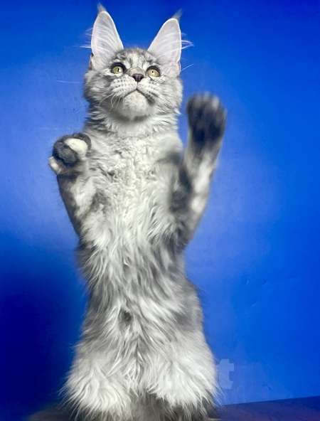 Кошки в других городах Ленинградской области: Мейн кун котенок Девочка, 50 000 руб. - фото 3